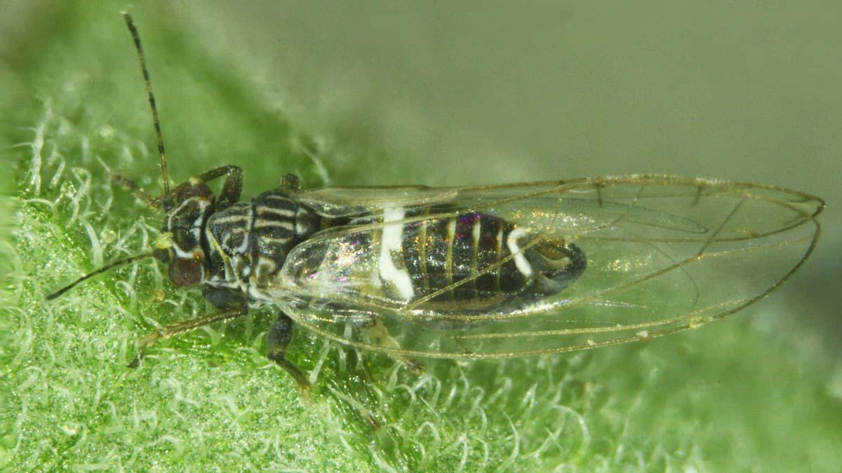 A psyllid adult