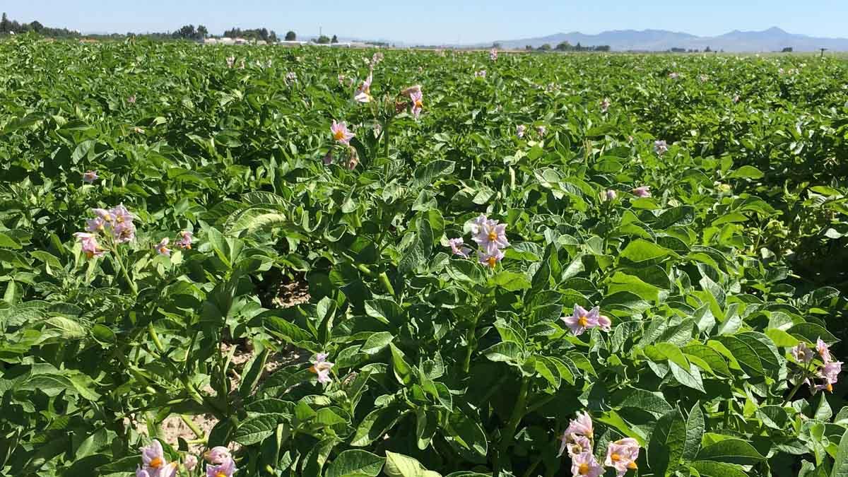 potato plants